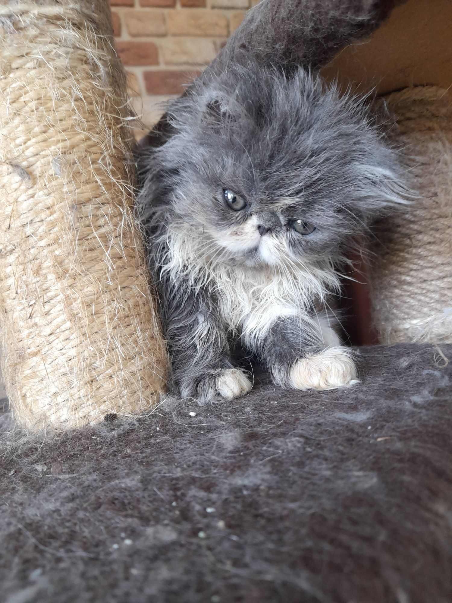 Niebiesko bialyi perski on FPL Cat Club Felis  badania PKD