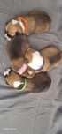 Suczka Welsh Corgi Pembroke ZKwP
