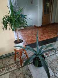 Juka bardzo ładna 100cm, agava 90cm