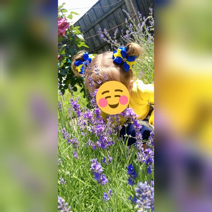 Лаванда Англійська