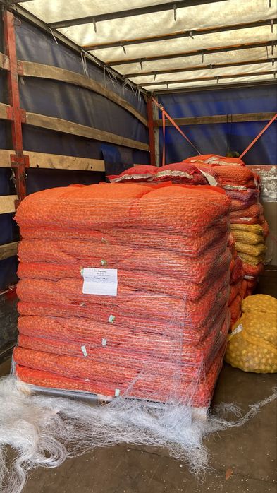 РОЗПРОДАЖ РАДАР!!! Цибуля озима голандська сівок ГУРТ Голандія