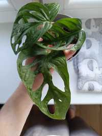 Monstera adansoni mint