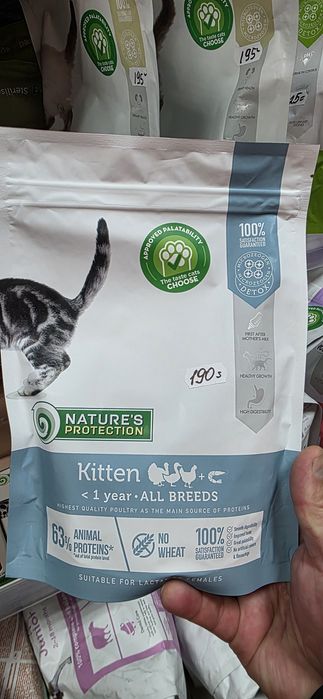 Бенгальські кошенята