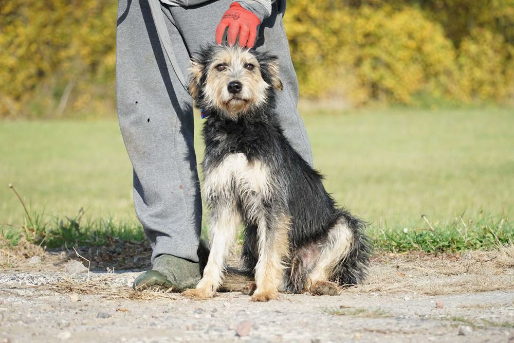 Hektor - przepiękny pies z włosem szuka domu