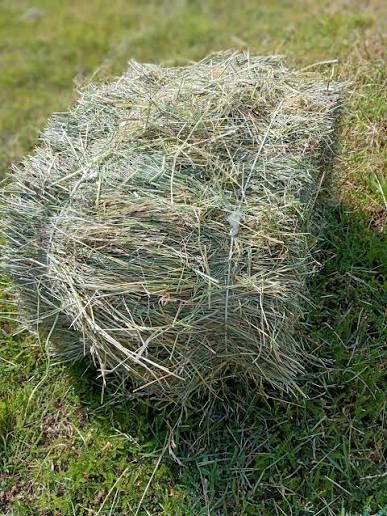 Siano w kostkach tegoroczne