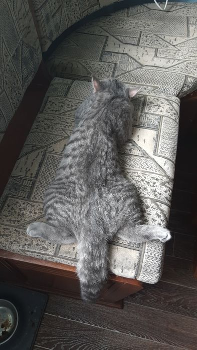 Вязка кот Левобережный-3 ТРЦ Караван