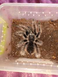 Паук Brachypelma albopilosum Nicaragua самка 
L 6 самка 

Большой выбо