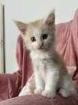 Kocur Maine Coon Gracjan