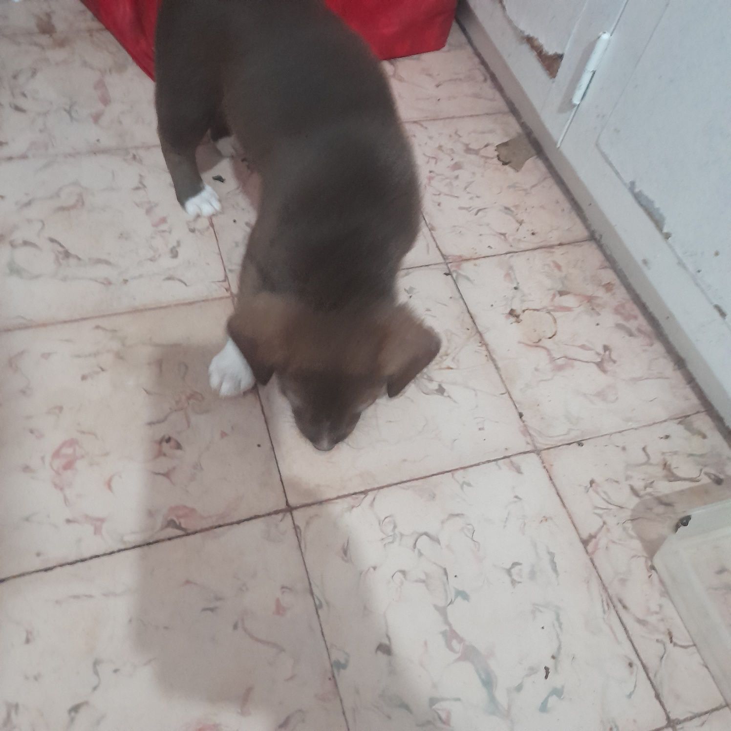 Caezinhos para adocao filhos de labrador
