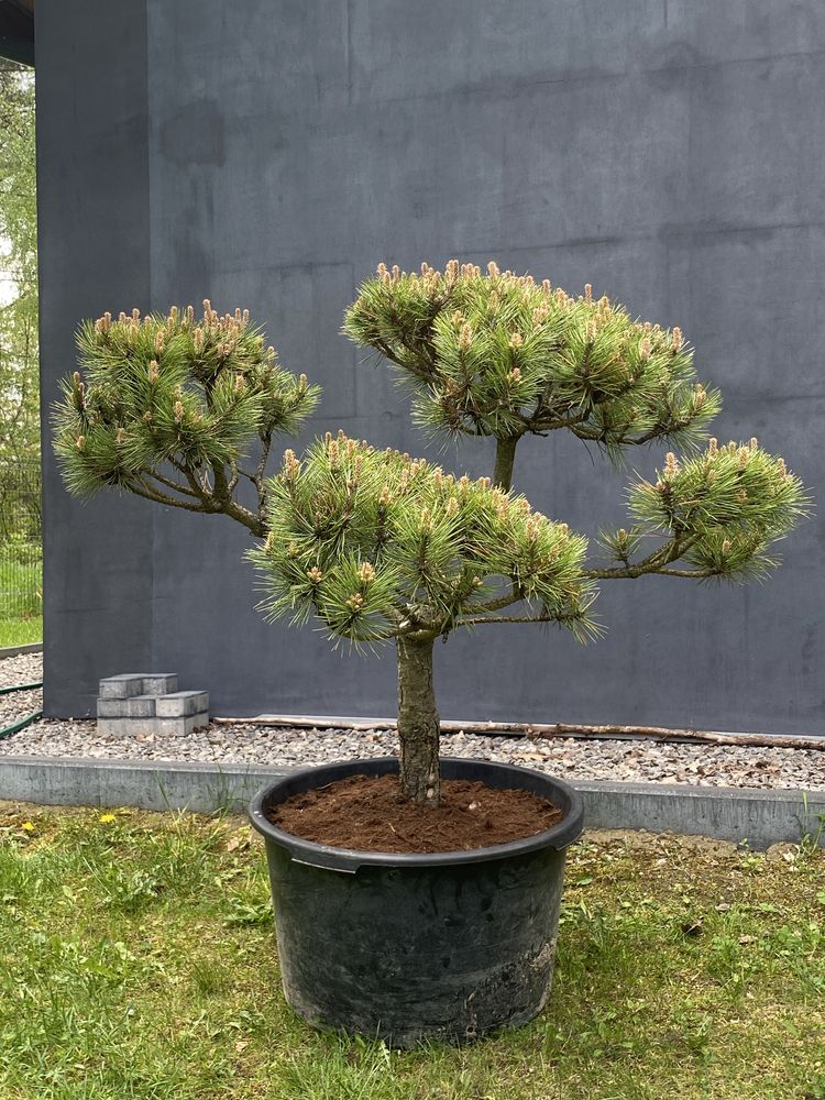 Sosna czarna formowana bonsai pinus nigra niwaki drzewo drzewko