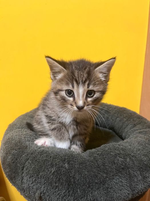 kotki do adopcji