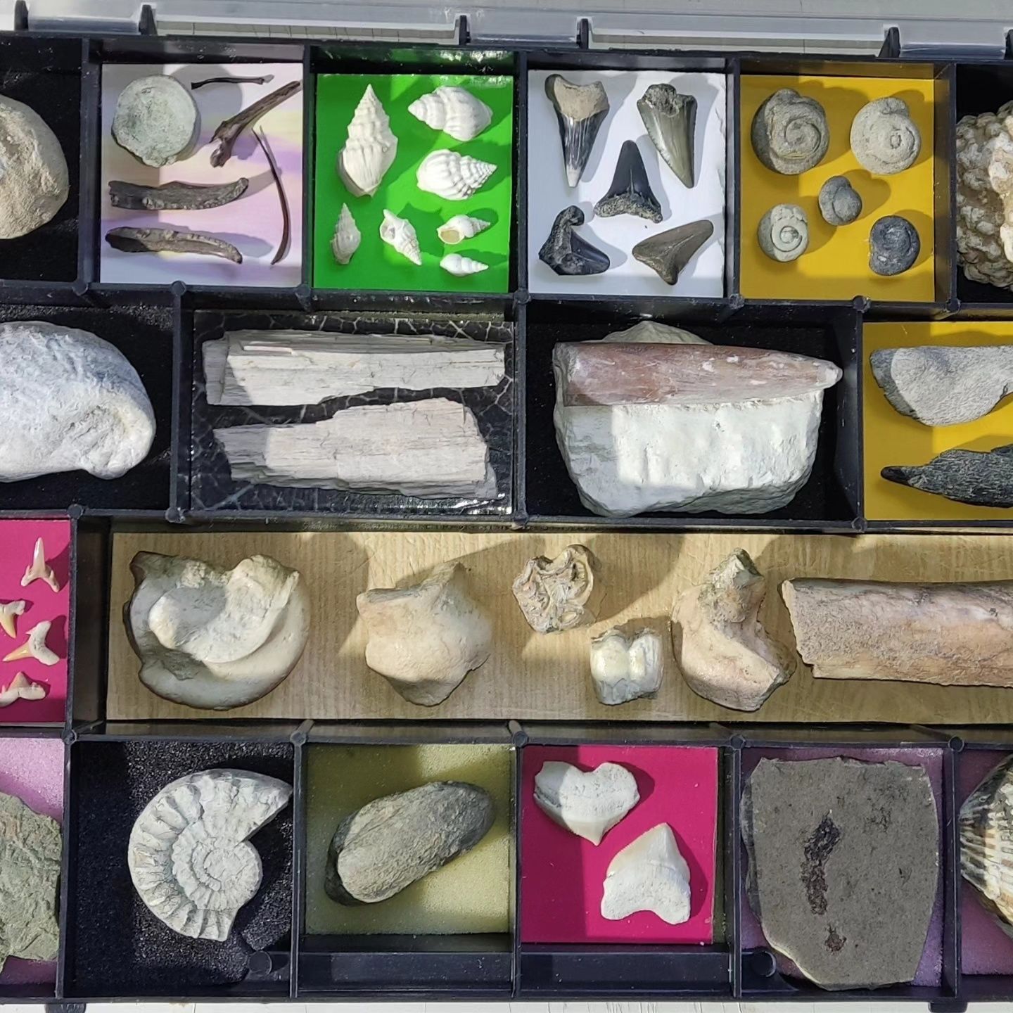 Скам'янілості колекція