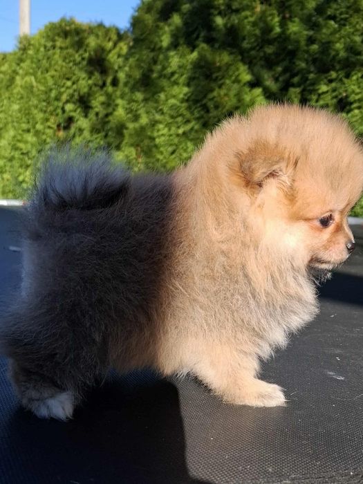 Szpic miniaturowy Pomeranian