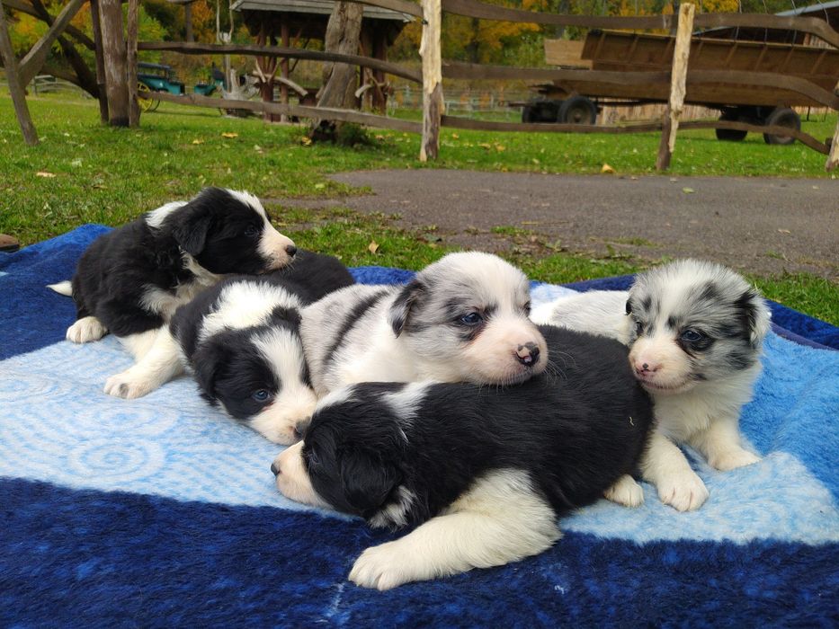 Samiec border collie
