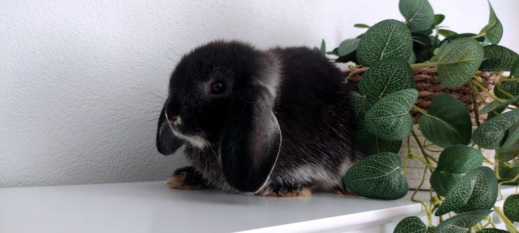 Mini Lop królik gotowe do odbioru