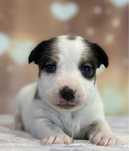 Jack Russell Terrier gładkowłosy CEZAR