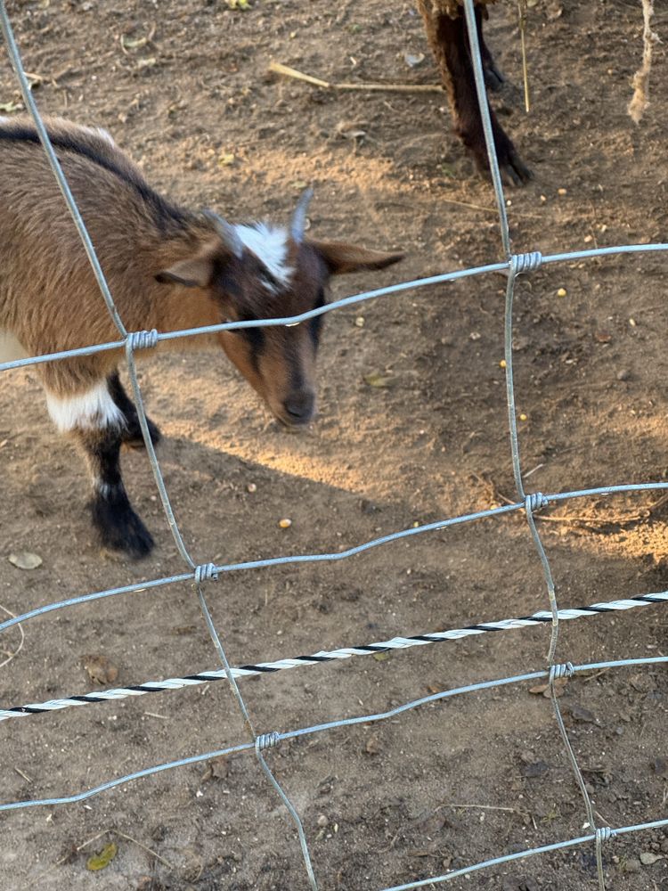 Cabra ana (macho 6 meses ) goat tb troco