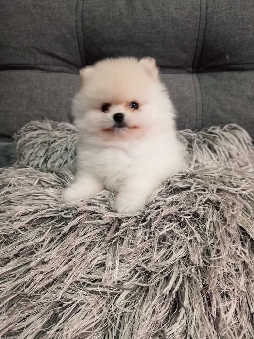 Померанский шпиц мишка.