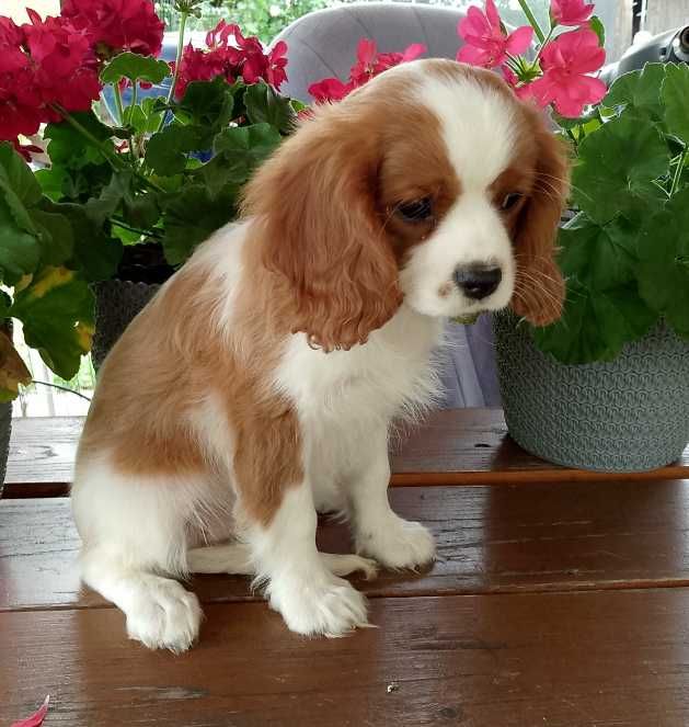 Cavalier King Charles Spaniel