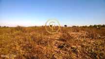 Conjunto de Propriedades em Serpa – 32,750 Hectares