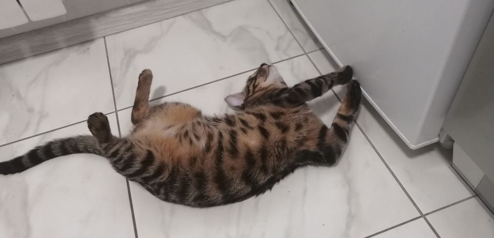 Вязка!!! Бенгальская кошка ищет жениха