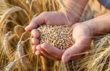 Продам Пшеницю урожай 2025 Біла Церква