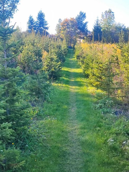 Choinki – wyprzedaż