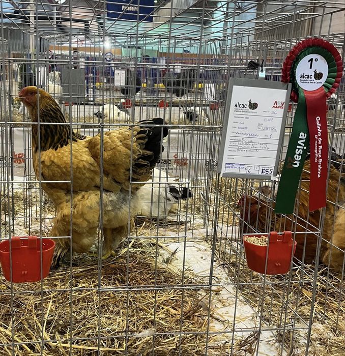 CASAL BRAHMA BUFF - MACHO NEGRO / FEMEA AZUL