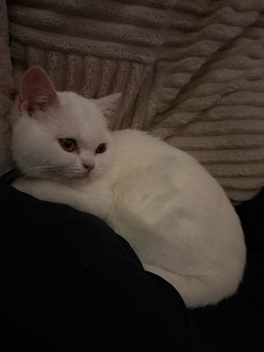 Kot brytyjski / kocur brytyjski bialy