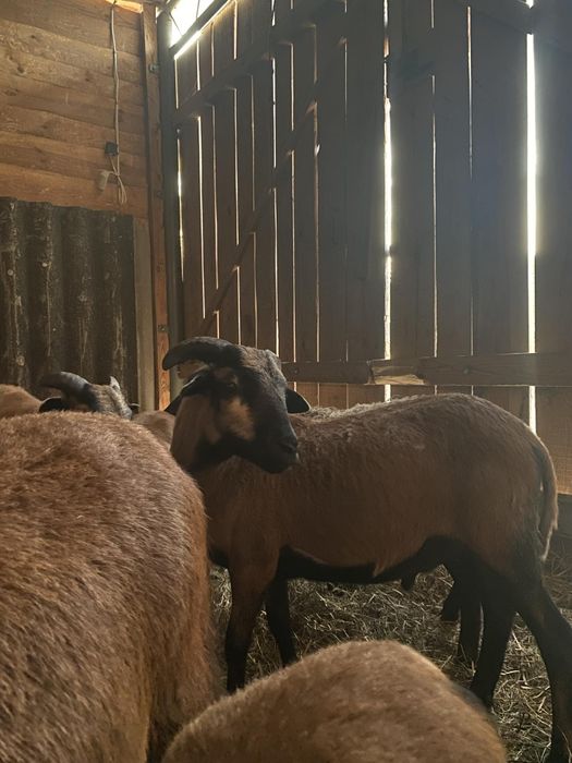 Sprzedam owce kameruńskie