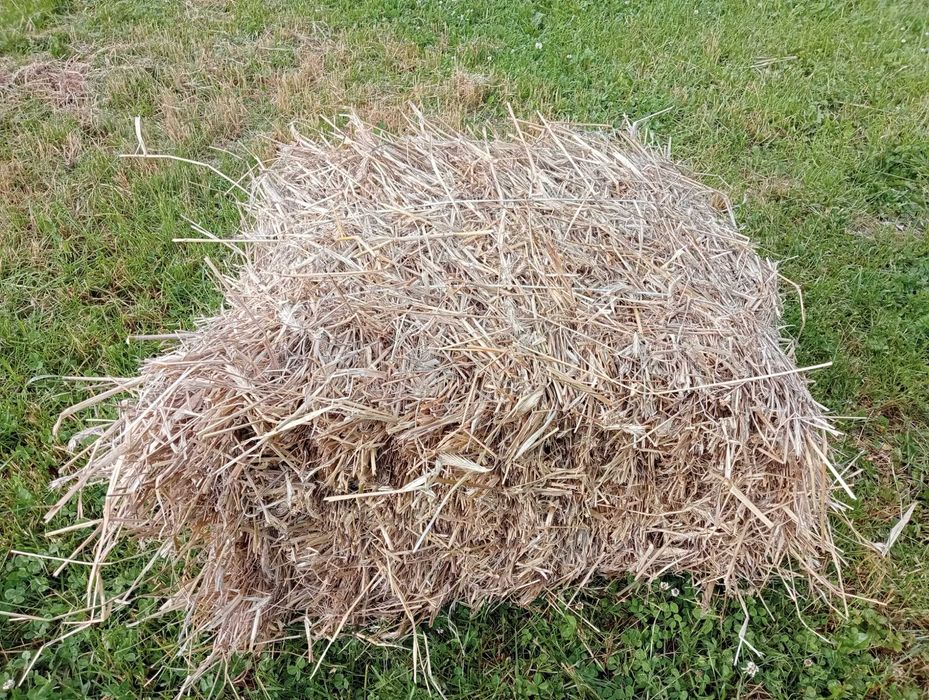 Słoma kostki sprzedam