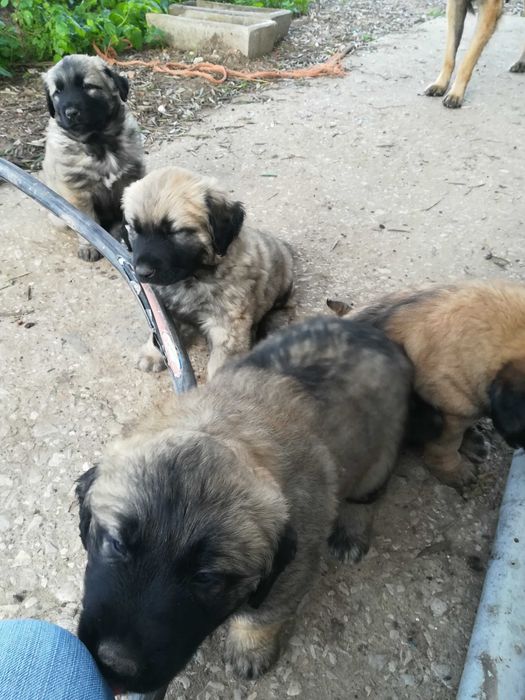 Cachorro Serra da Estrela