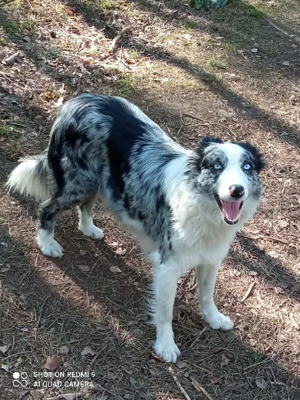 Border Collie suczka Red merle tricolor