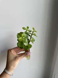 BONSAI portulacaria afra (drzewko szczescia)