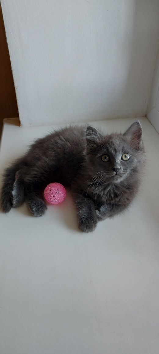 Котенок  ищет дом котята кошенята