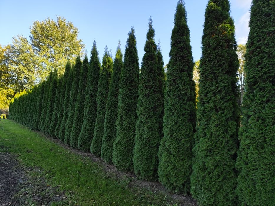 Thuja Smaragd Tuja Szmaragd super jakość 100-200 cm SADZENIE TRANSPORT