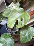 Monstera variegata