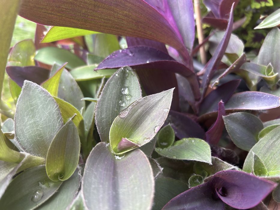 Zestaw Trzykrotek Mix 25zł