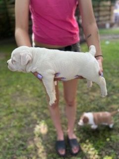 American bully pocket
