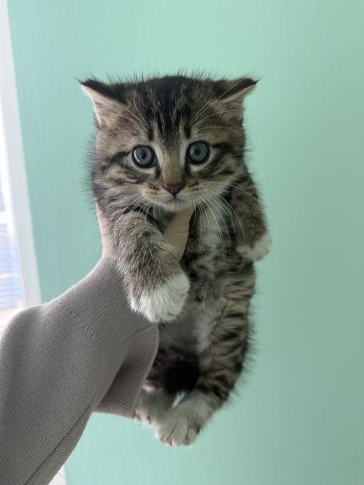 Маленьке кошеня шукає сімʼю ,котенок в дар