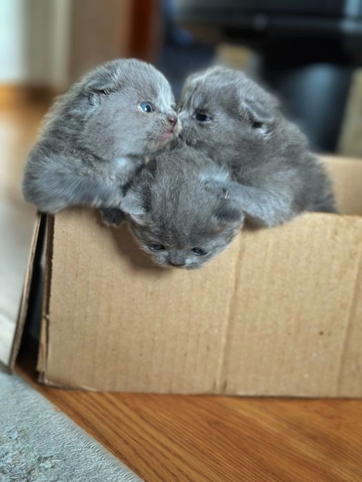 Британські кошенятка шукають дім