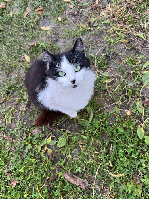 Віддам в добрі руки! Стерилізована, 9 місяців