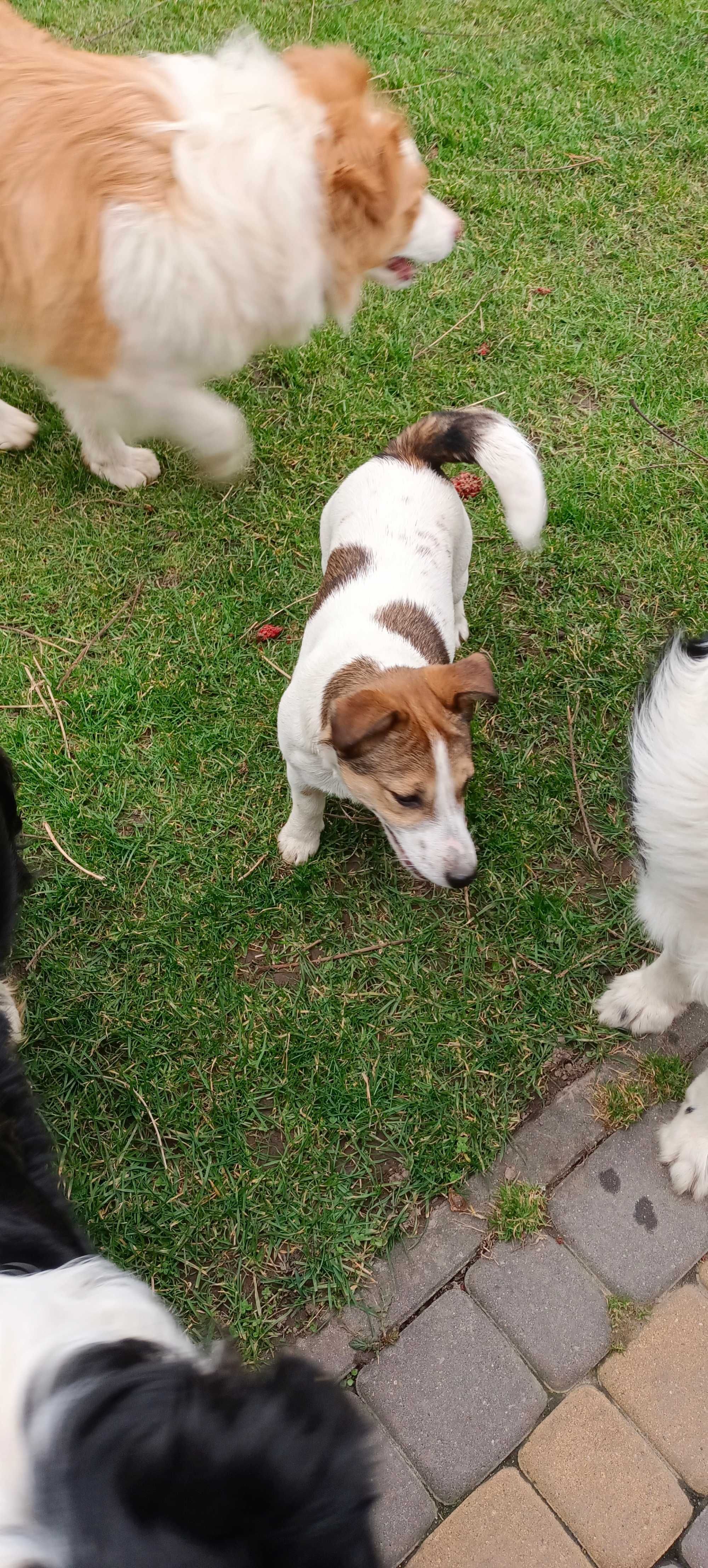 Jack Russell terrier-suczka 9-miesięcy