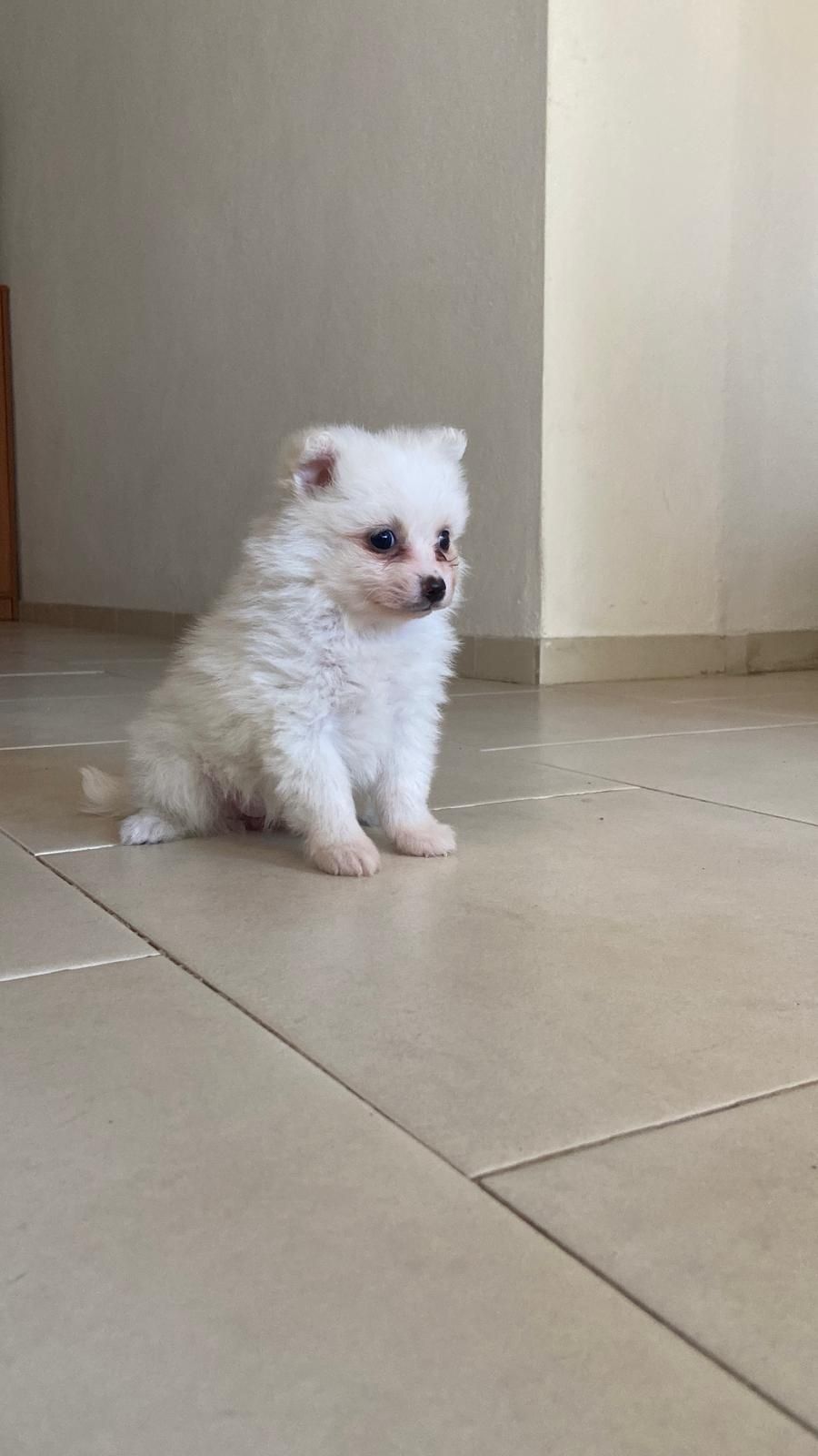Spitz ( Lulu) macho