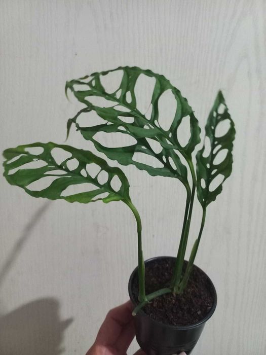 Монстери Обліква Перу, Адансона, Манкі, Мініма кімнатні квіти