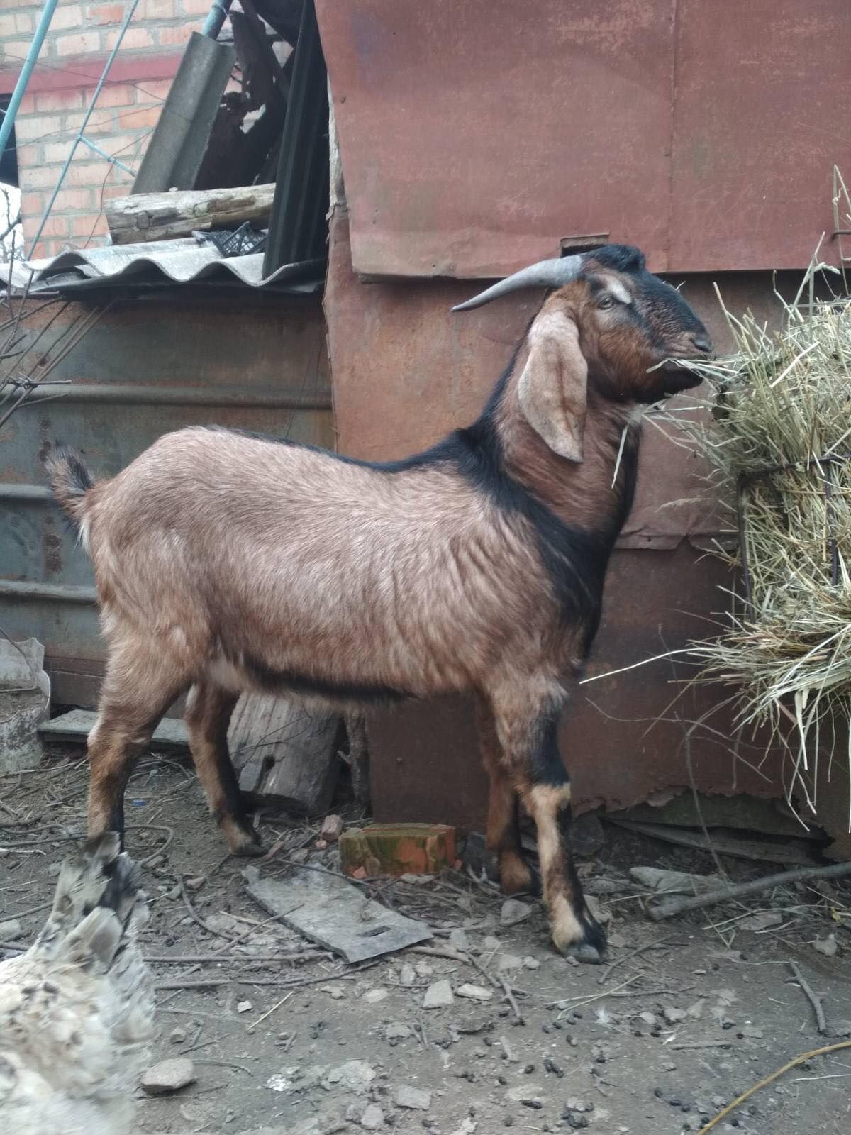 Продам молодого цапа
