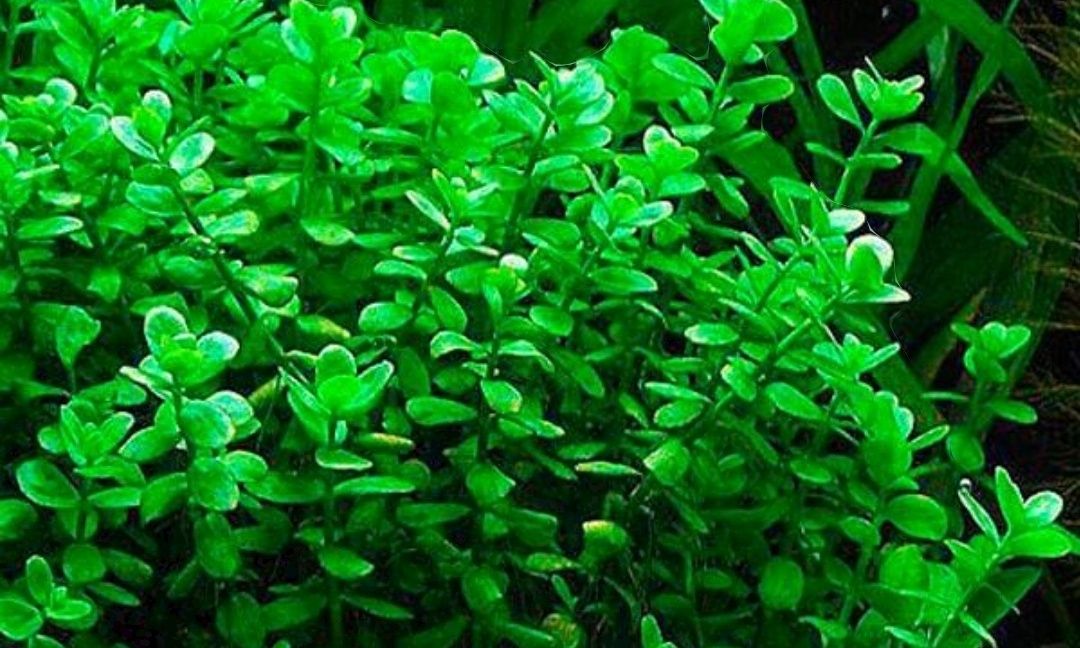Plantas para Aquário, Bacopa Caroliniana, Rotala Bloodred