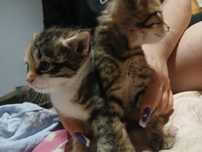 Kotki do adopcji