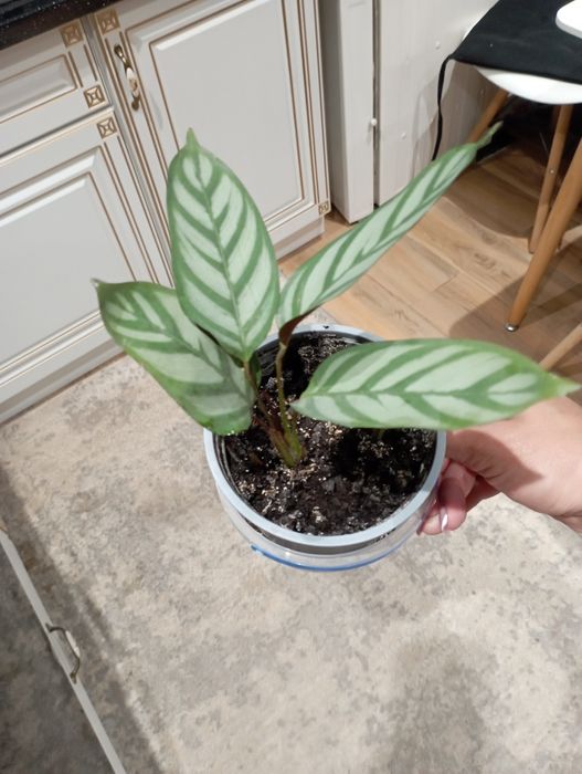 Калатея в горщику