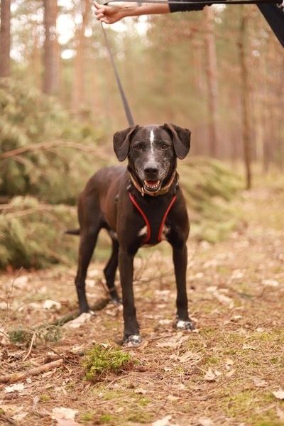 Trop melduje się na specer! Adoptujesz go?